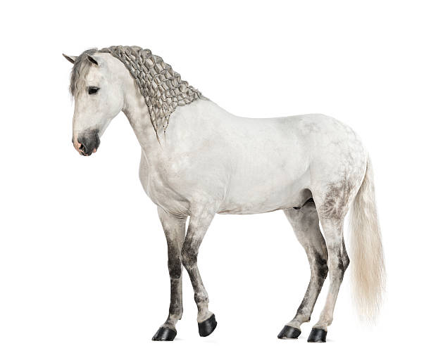 istock Side view of a Male Andalusian with plaited mane 163893413