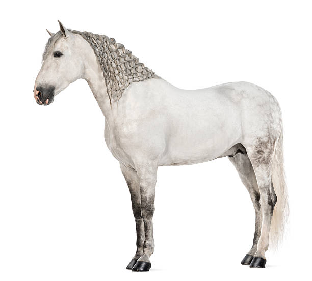 istock Side view of a Male Andalusian with plaited mane 163893418
