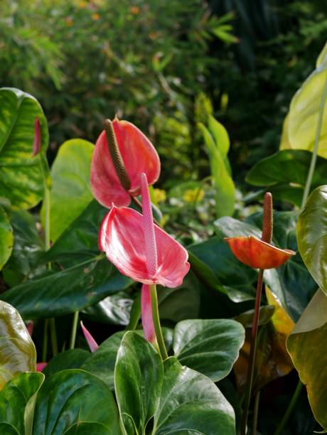 istock Red Blossom like a candle on La Palma 1638935354