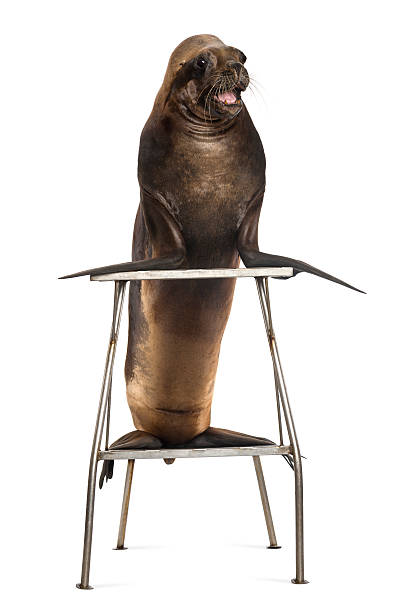 istock California Sea Lion, 17 years old, standing on stool 163893814