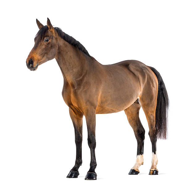 istock Male Belgian Warmblood, BWP, 3 years old, against white background 163893887