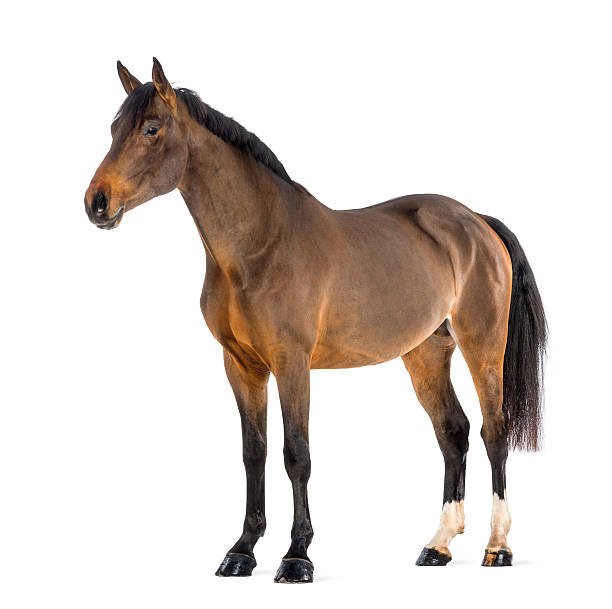Male Belgian Warmblood, BWP, 3 years old, against white background Male Belgian Warmblood, BWP, 3 years old, against white background horse stock pictures, royalty-free photos & images