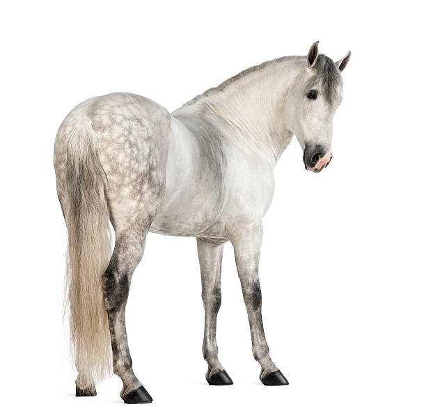 후면 보기 숫나사 안달루시아, 7 ~12세 - horse stallion andalusia white 뉴스 사진 이미지