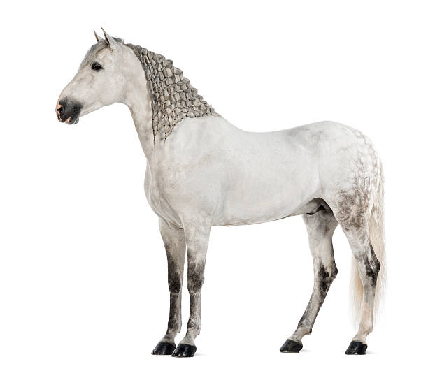 istock Side view of a Male Andalusian with plaited mane 163893893
