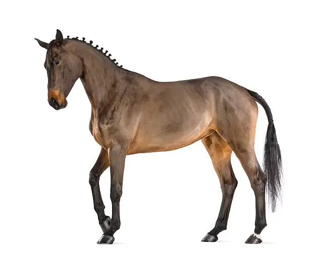 Female Belgian Warmblood, BWP, 4 years old, with mane braided with buttons against white background