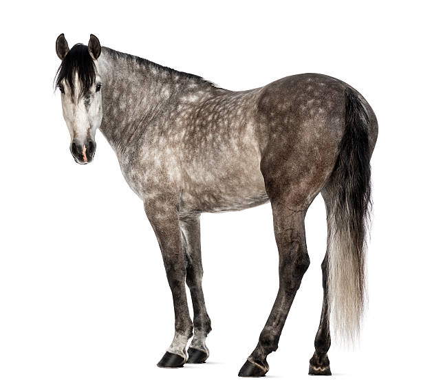 istock Andalusian, 7 years old, looking at camera 163893907