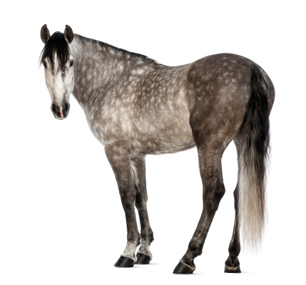 Andalusian, 7 years old, looking at camera, also known as the Pure Spanish Horse or PRE against white background