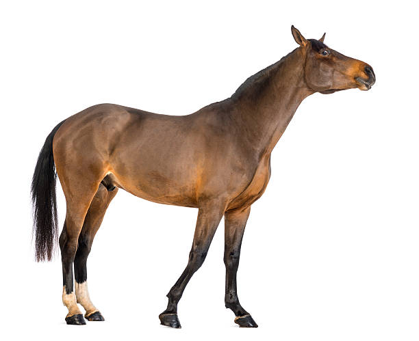 istock Side view of a Male Belgian Warmblood, BWP 163893909