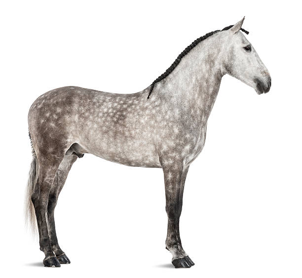 istock Andalusian, also known as the Pure Spanish Horse 163893933