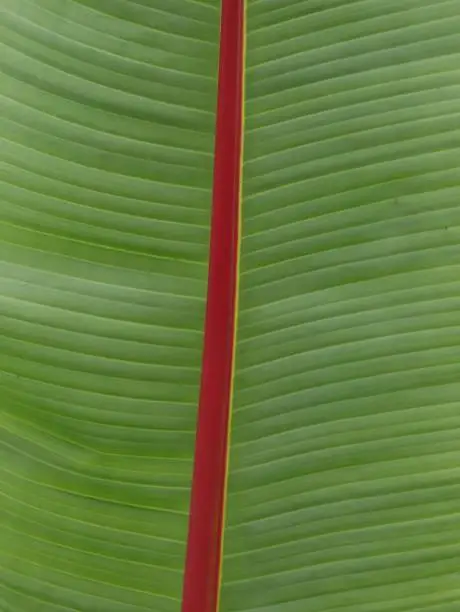 Green leave with structure