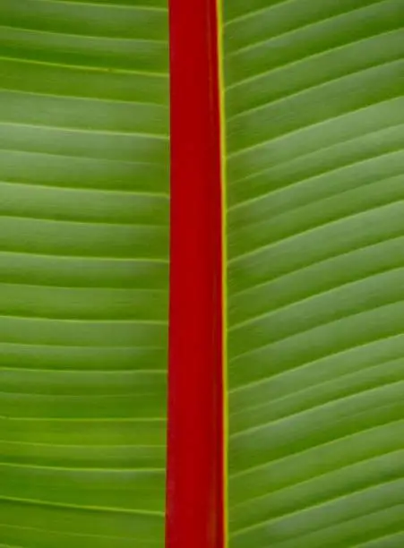 Green leave with structure