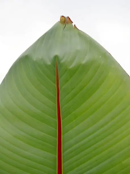 Green leave with structure