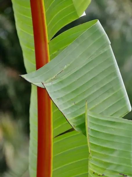 Green leave with structure