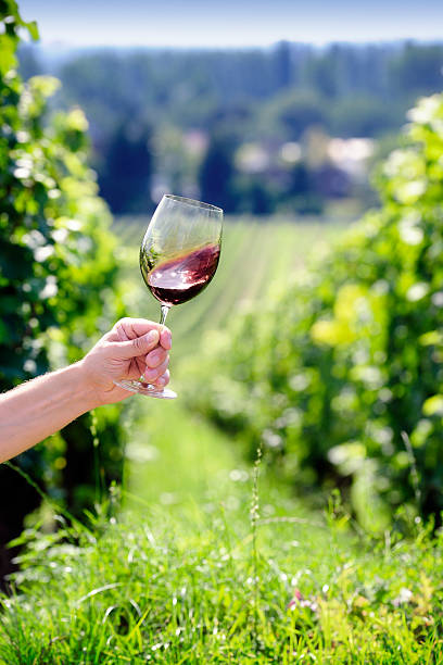 istock Red wine swiveling inside a glass, vineyard in the background 163894662