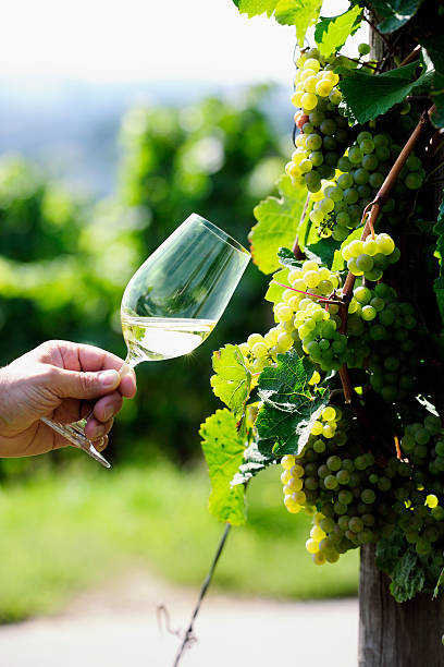 istock Glass of white Wine (Riesling) and grapes 163894667
