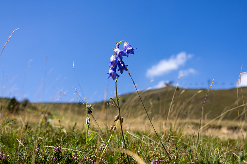 Campanula flower in the mountain