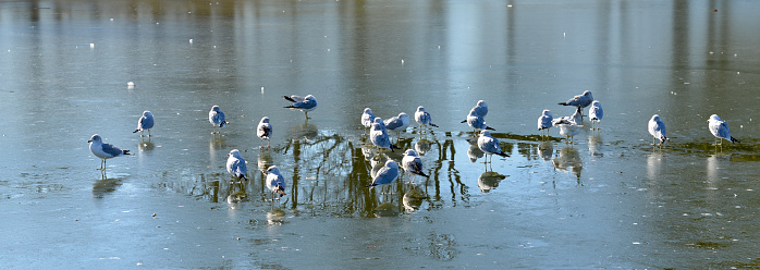 Gulls sitting on frozen pond during winter.