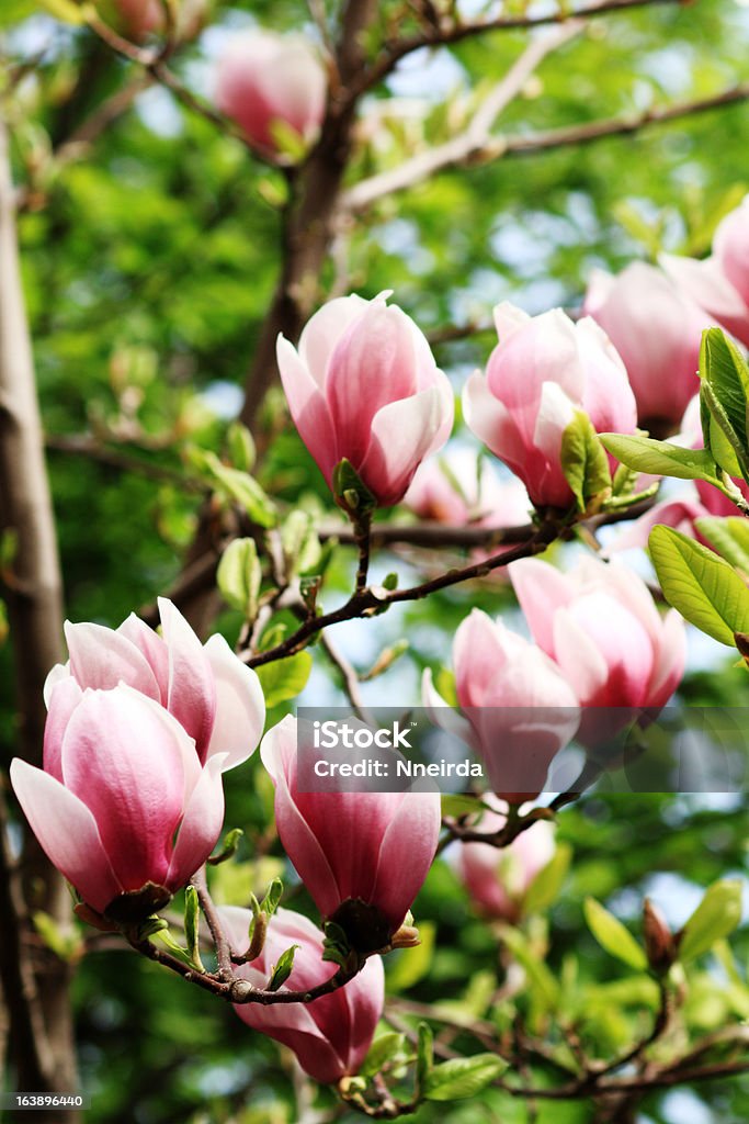 Magnolia Baum - Lizenzfrei Ast - Pflanzenbestandteil Stock-Foto