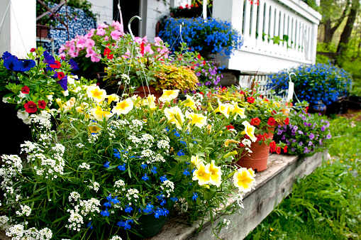 Baskets and pots of summer flowers in a garden center.