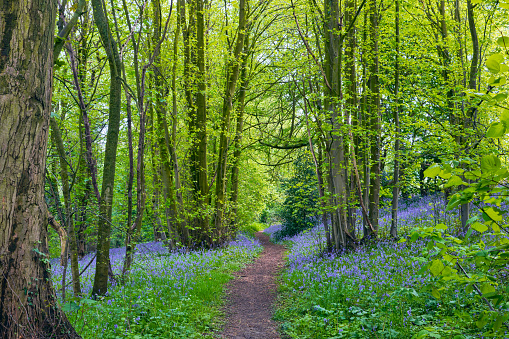 A well-trod trail - lined with bluebells - leads through the centre of this image taken in Derbyshire woodland.