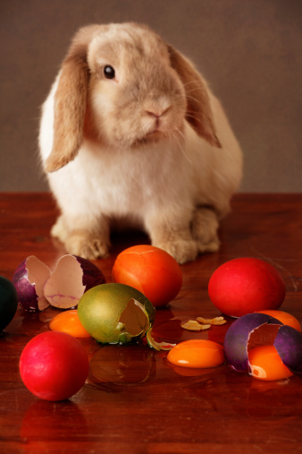 rabbit with broken easter eggs