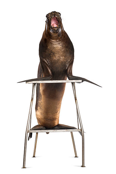istock California Sea Lion, 17 years old, standing on stool 163897680