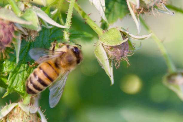 istock Closeup of a honey during pollination 1638984762