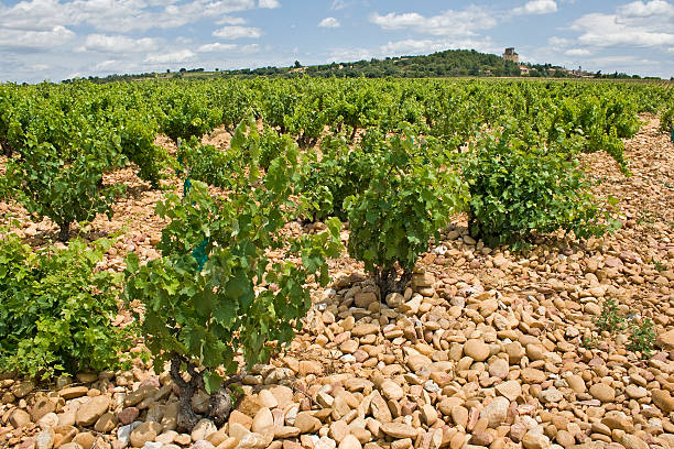 istock Vineyard, in Chateauneuf-du-Pape. Provence. 163898943