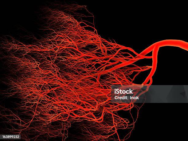 Vasos Sanguíneos Foto de stock y más banco de imágenes de Vaso sanguíneo - Vaso sanguíneo, Raíz, Capilar - Vaso sanguíneo