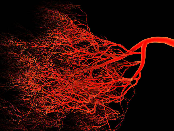 Blood vessels Abstract blood vessels on black background. 3d illustration tumor photos stock pictures, royalty-free photos & images