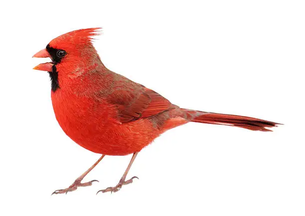 Photo of Closeup up of Northern Cardinal on white background