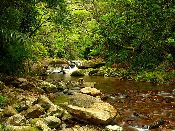 Small stream in the Coromandel Peninsula, New Zealand Small stream in the Coromandel Peninsula, New Zealand coromandel peninsula stock pictures, royalty-free photos & images