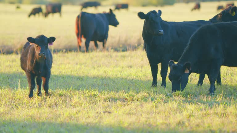 Cows animal grazing in pasture. Aberdeen angus cows. Graze in green meadow pasture field. Static view.