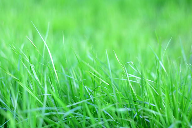 Vivid green spring grass stock photo