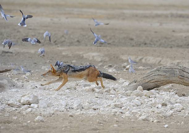 istock Black backed jackal hunting doves 163900707