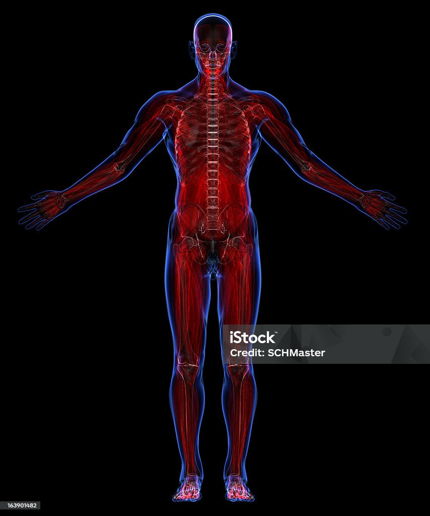 Anatomía del cuerpo humano: La piel, y muscules esqueleto - Foto de stock de Anatomía libre de derechos