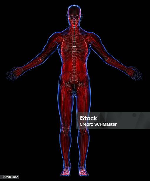 Anatomia Del Corpo Umano Cute Scheletro Muscules - Fotografie stock e altre immagini di Anatomia umana