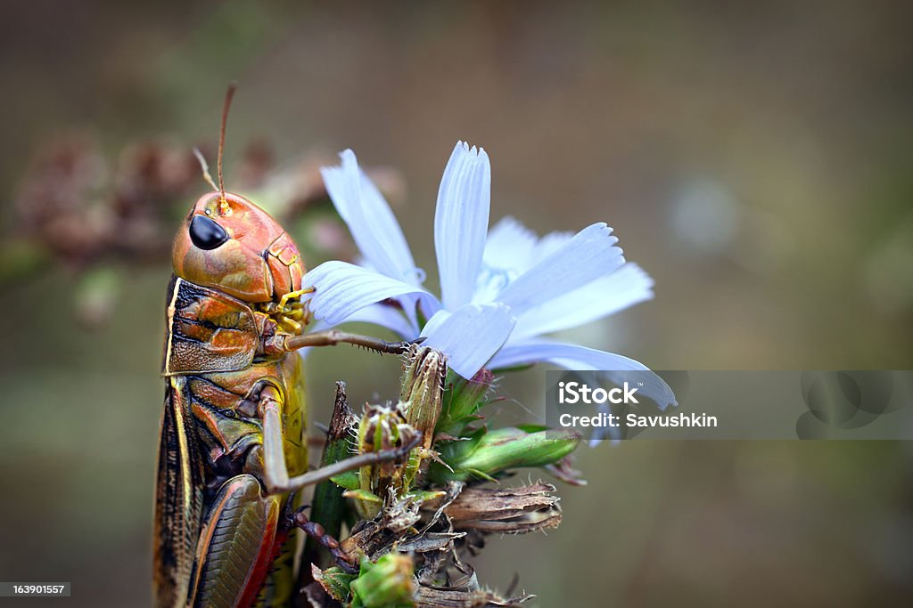 Grasshopper - Foto de stock de Animal royalty-free