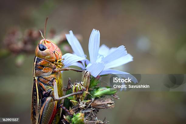 Foto de Grasshopper e mais fotos de stock de Animal - Animal, Animal selvagem, Antena - Parte do corpo animal