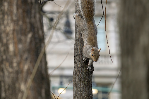 A squirrel walks down a tree, Central Park, New York