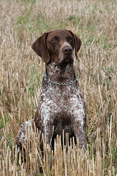 istock German Short-haired Pointing Dog on the corn field 163902608