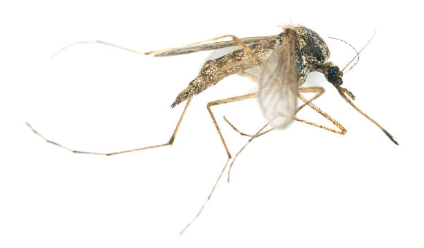 istock Dead mosquito isolated on white background, extreme close-up 163902628