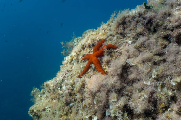 istock A starfish on a cliff in the sea 1639028738
