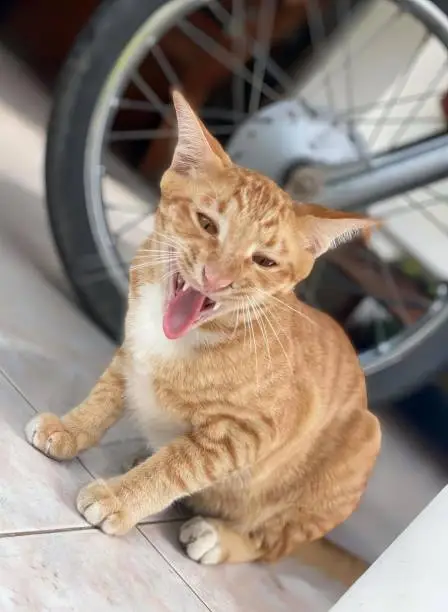 a photography of a cat yawning on the floor next to a bicycle, tiger cat sitting on the floor with its mouth open and tongue out.