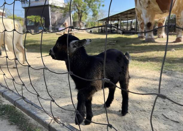 柵の前に立っている子ヤギの写真、ラマは動物園の囲いの柵の後ろに立っています。 - sheep fence zoo enclosure ストックフォトと画像