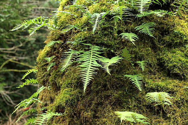 Licorice Ferns and Moss Licorice Ferns and moss growing on a tree trunk in Western Washington polypodiaceae stock pictures, royalty-free photos & images