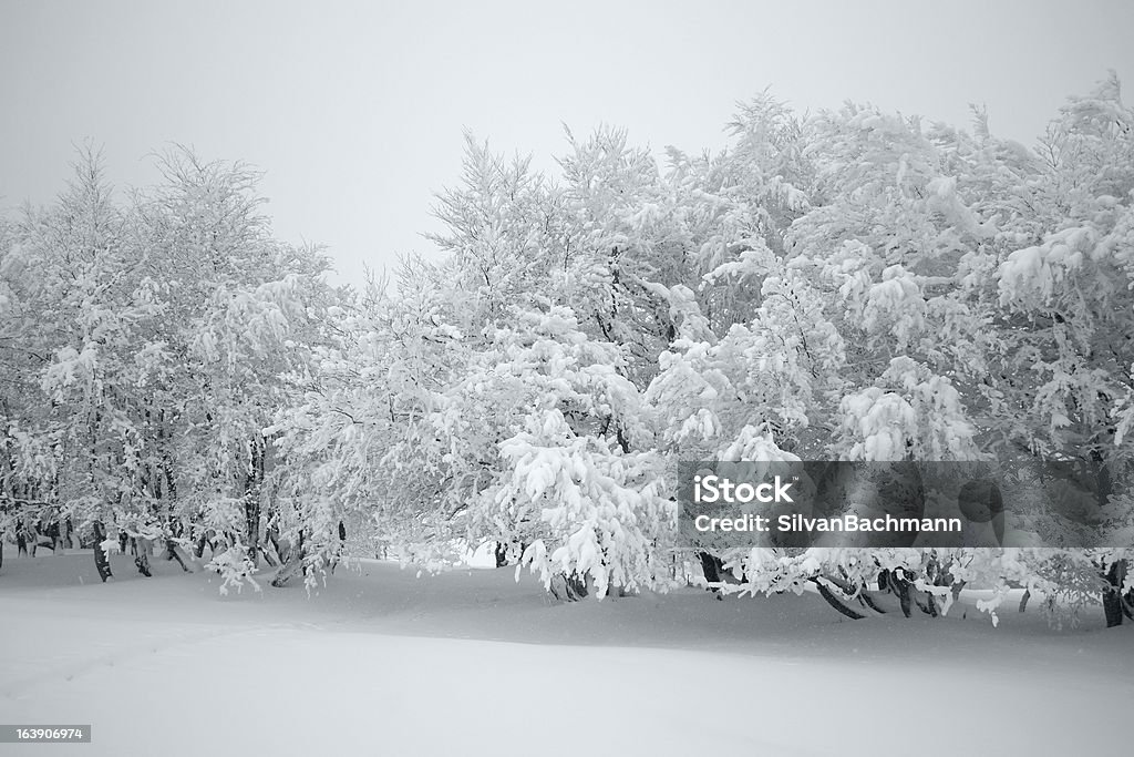 Schnee - Lizenzfrei Baum Stock-Foto