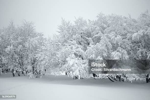 Schnee Stockfoto und mehr Bilder von Baum - Baum, Fotografie, Horizontal