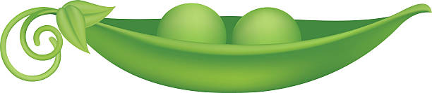 two peas in a pod - green pea pea pod vegetable cute stock-grafiken, -clipart, -cartoons und -symbole