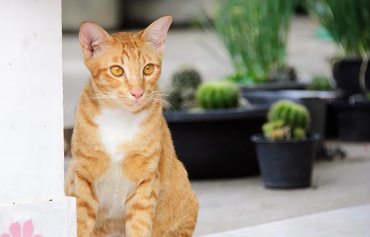 a photography of a cat sitting on the ground next to a potted plant, tiger cat sitting on the ground next to a potted cactus.